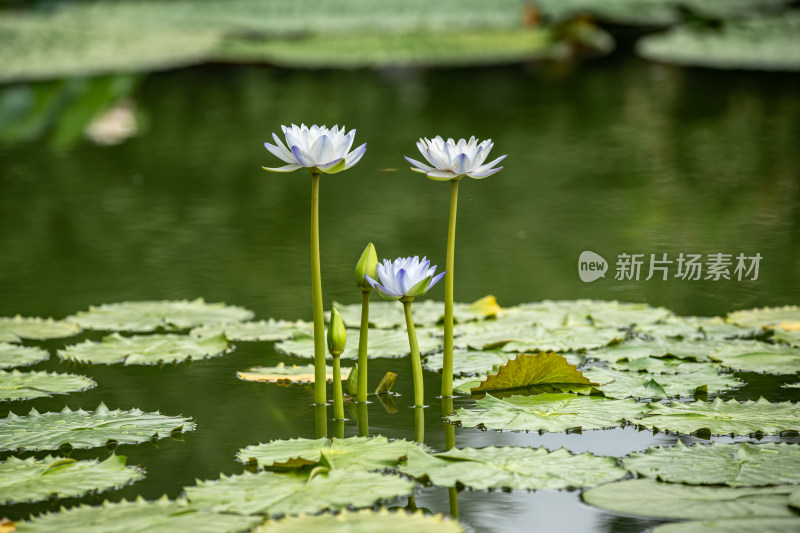 植物园睡莲特写