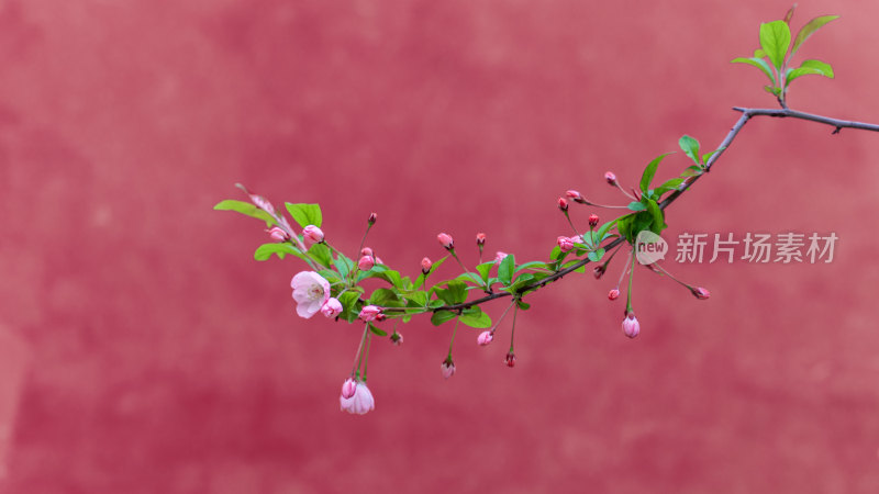 开封府海棠花