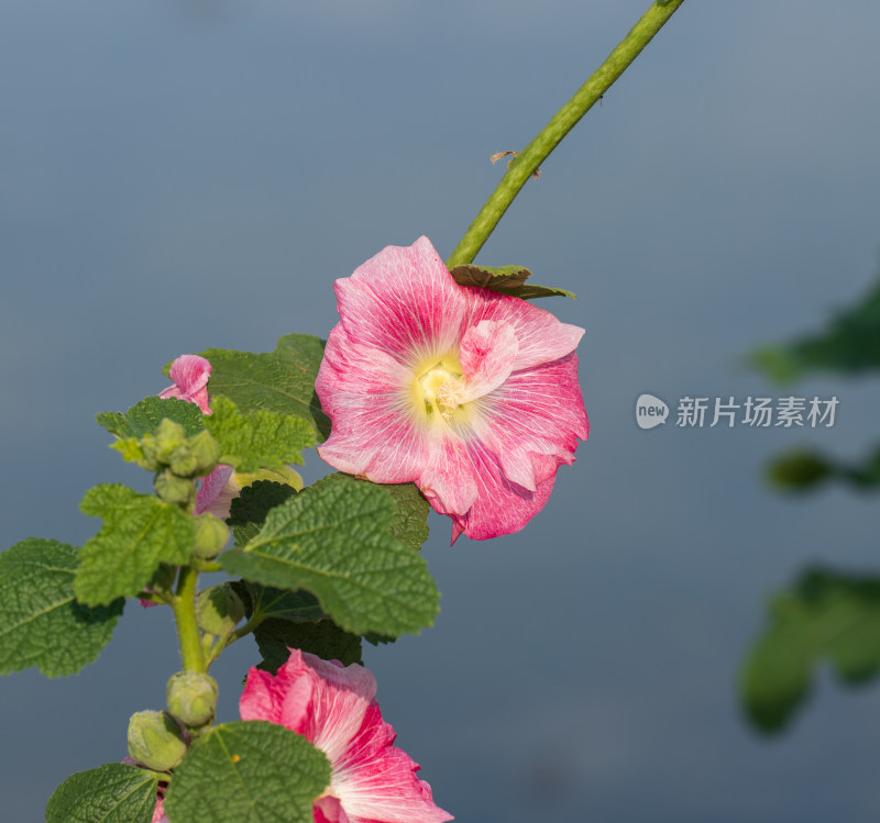 粉红色蜀葵花朵特写