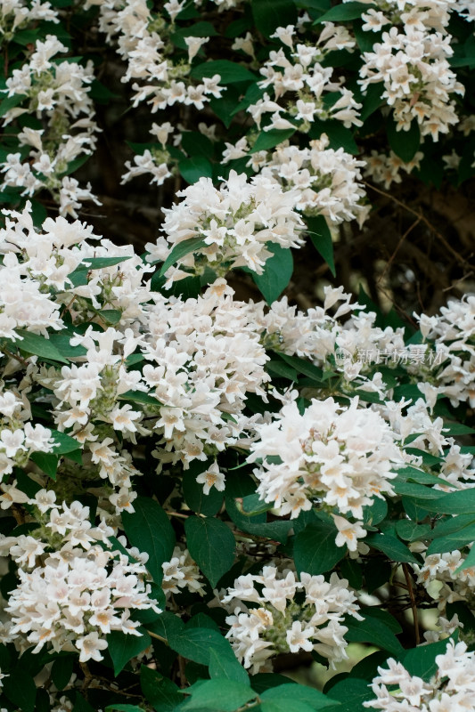 北京国家植物园猬实花