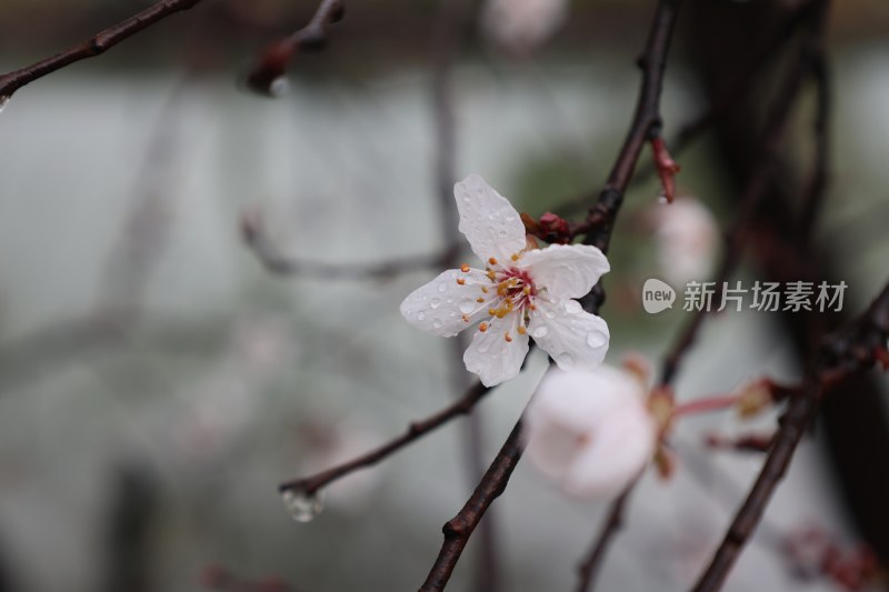 带水珠的白色花朵特写