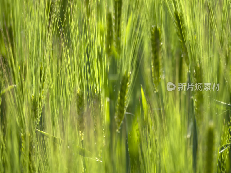 绿色小麦绿油油的麦田