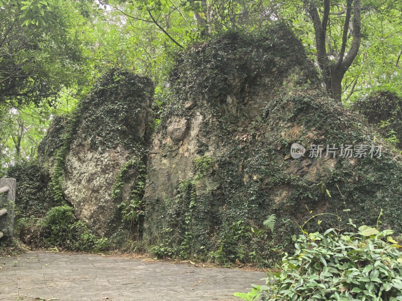 长满绿植的岩石景观