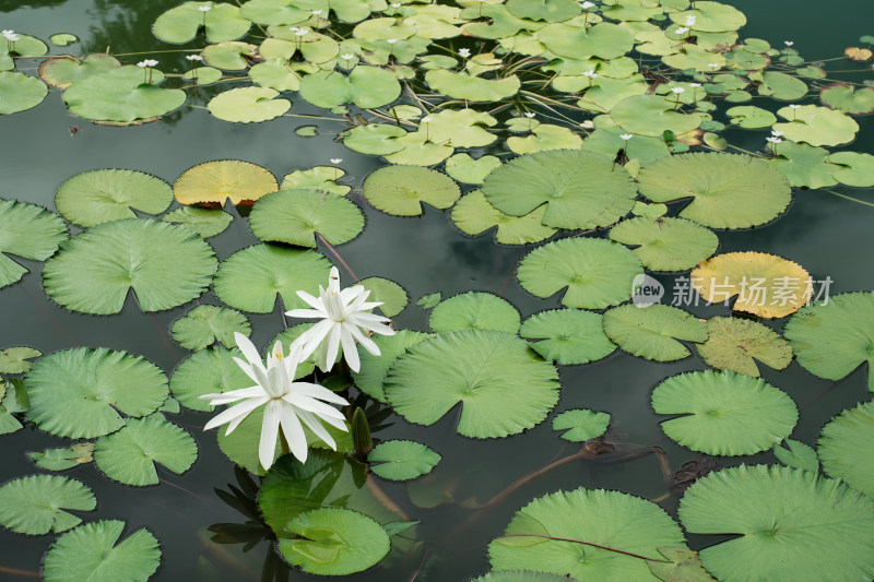 北京国家植物园睡莲