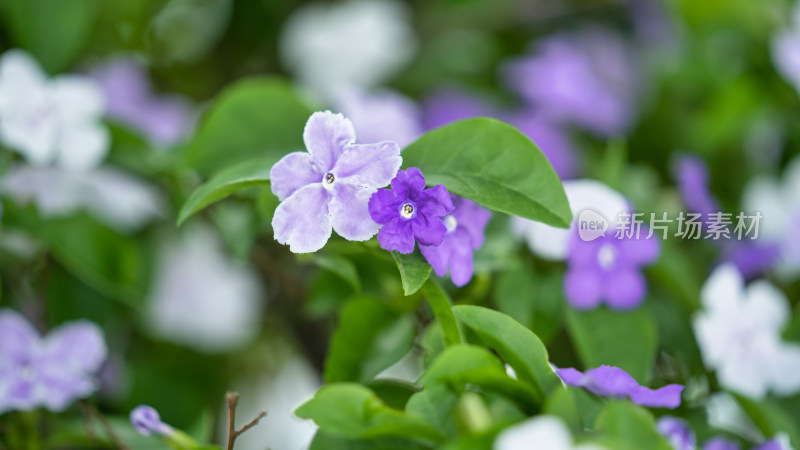 双色茉莉开花特写