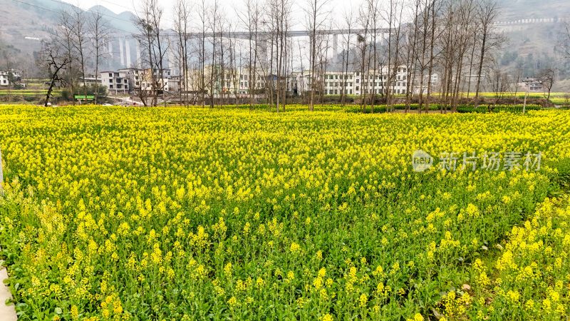 重庆酉阳：铜西油菜花开得灿烂