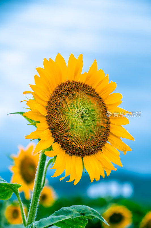 深圳石岩陌上花公园向日葵