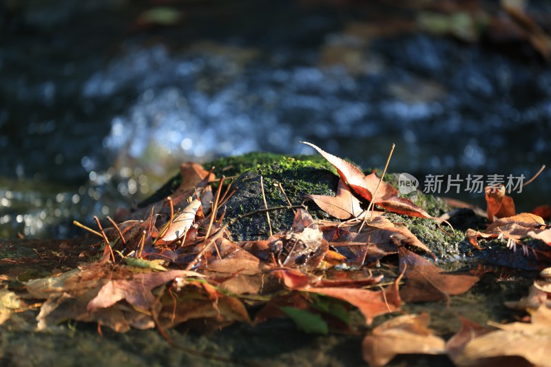 溪边石头上的落叶特写