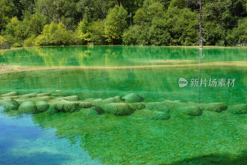 四川九寨神仙池青龙海