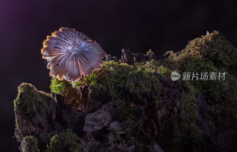 菌类山菌野生菌野生菌蘑菇生长环境