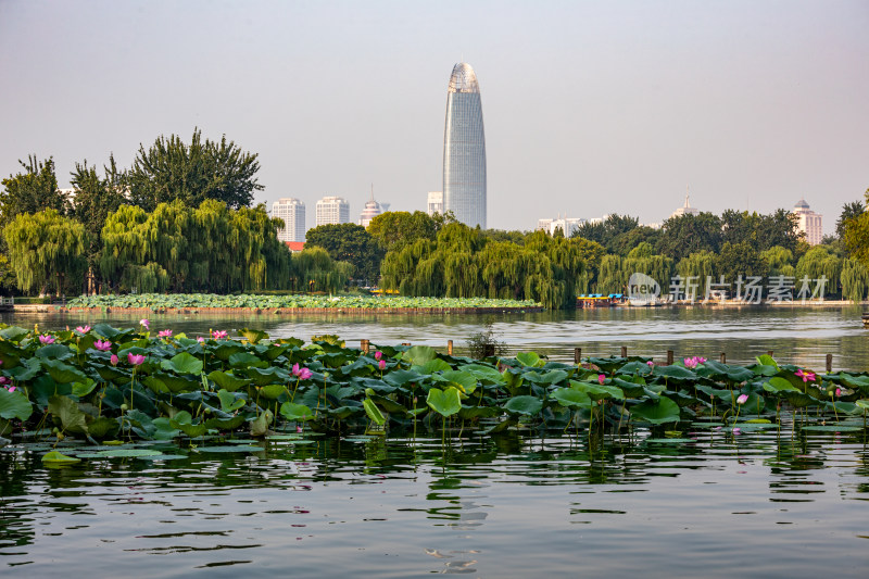 山东济南大明湖风景区夏日荷花景点景观