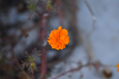 花草合集