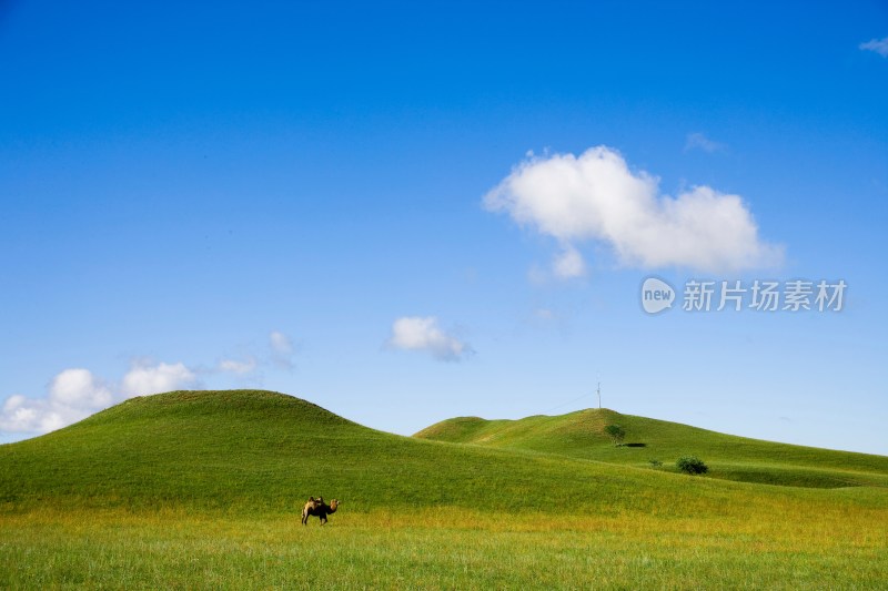 内蒙,坝上,乌兰木统,乌兰木统草原,红山,军马场,草原,草地,