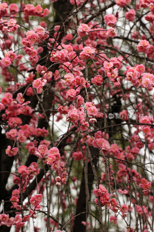 春雨后的梅花