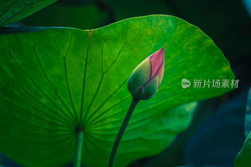 雨露滋润的荷花