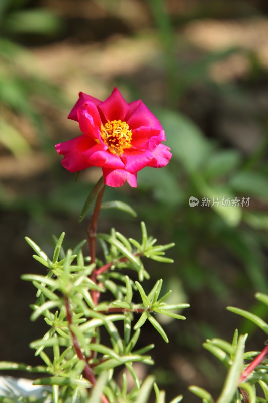 盛开的花朵