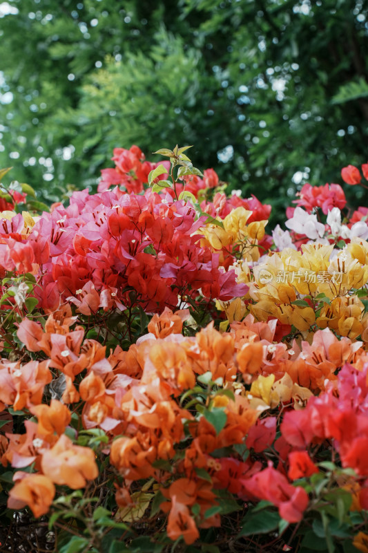 北京花乡公园三角梅