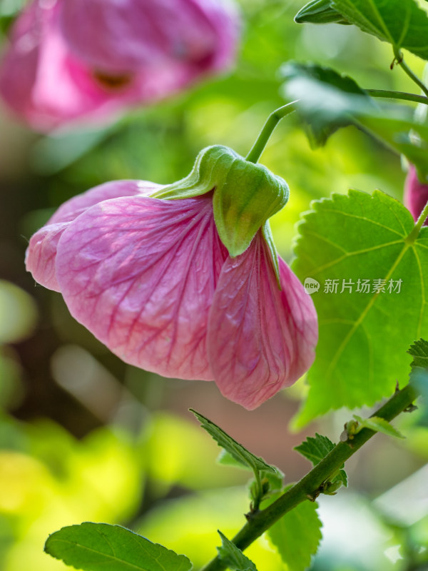 春天的苘麻风铃花特写