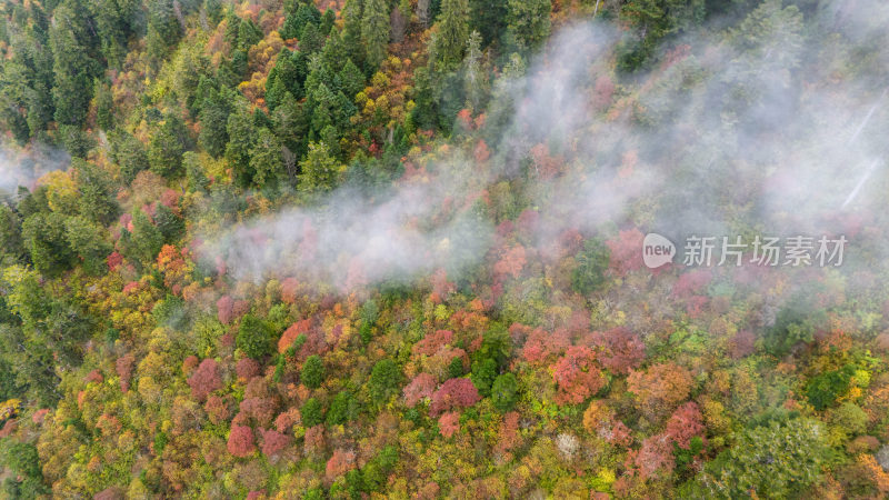 阿坝州黄龙风景名胜区秋色