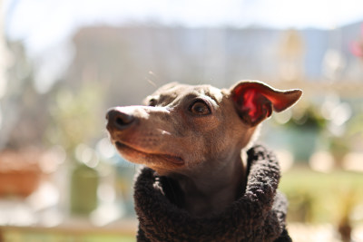 意大利小灵缇犬头部特写