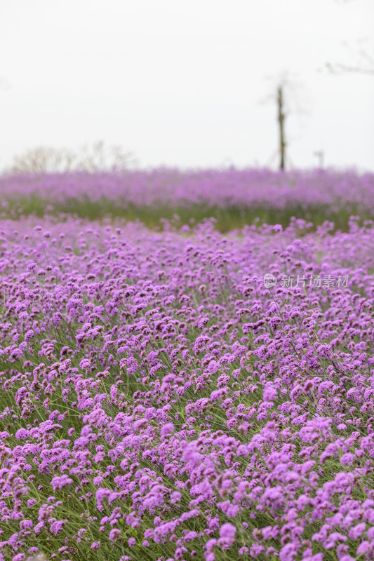 春天紫色的马鞭草花海