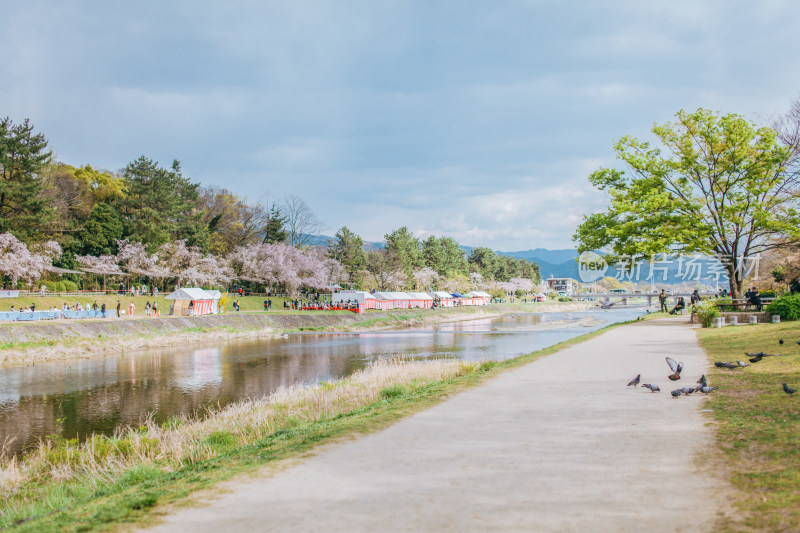 日本京都鸭川边樱花盛开