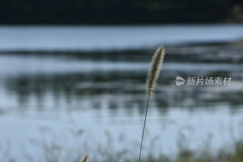 湖边一支芦苇特写展现自然宁静之美