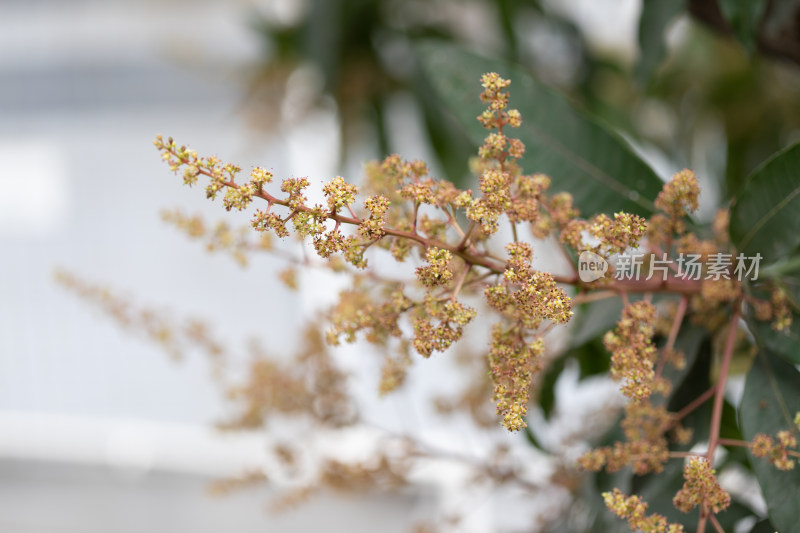 春天芒果花