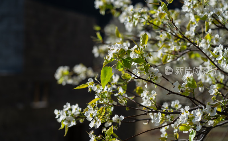 春天淡雅的梨花