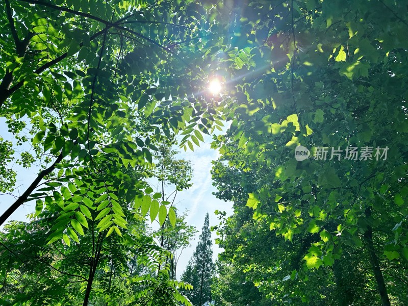 绿叶高清背景