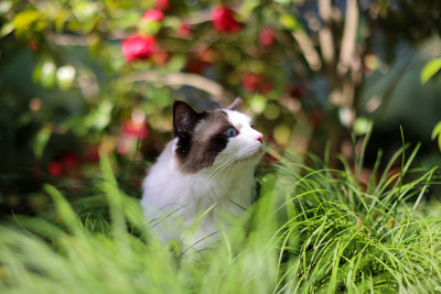 红色山茶花和布偶猫