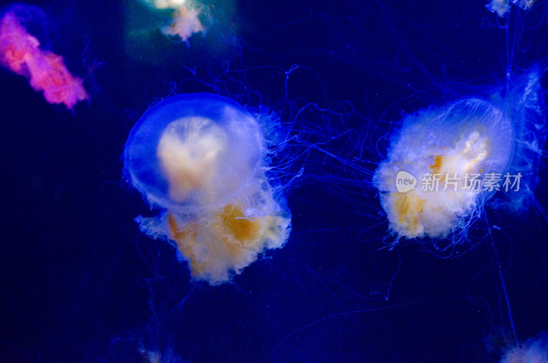 水族馆里的狮鬃水母