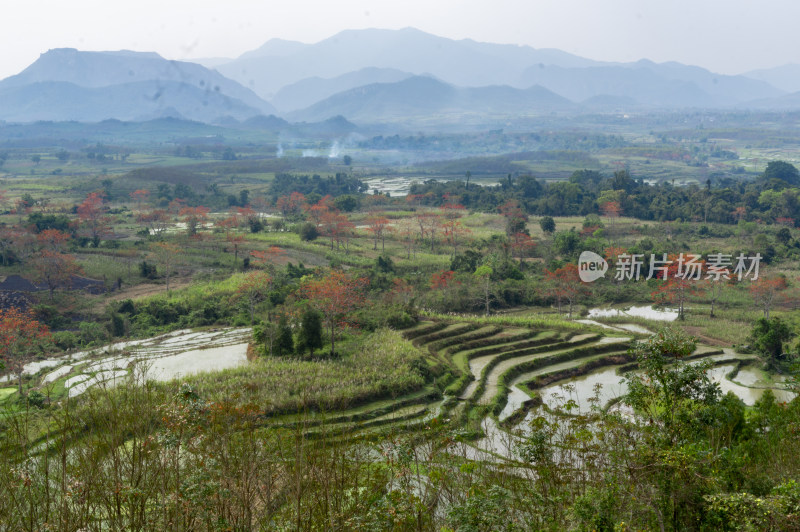 昌江木棉花稻田风景