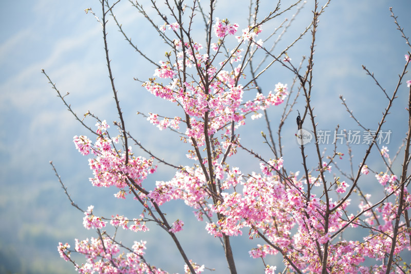 山间盛开的粉色樱花树