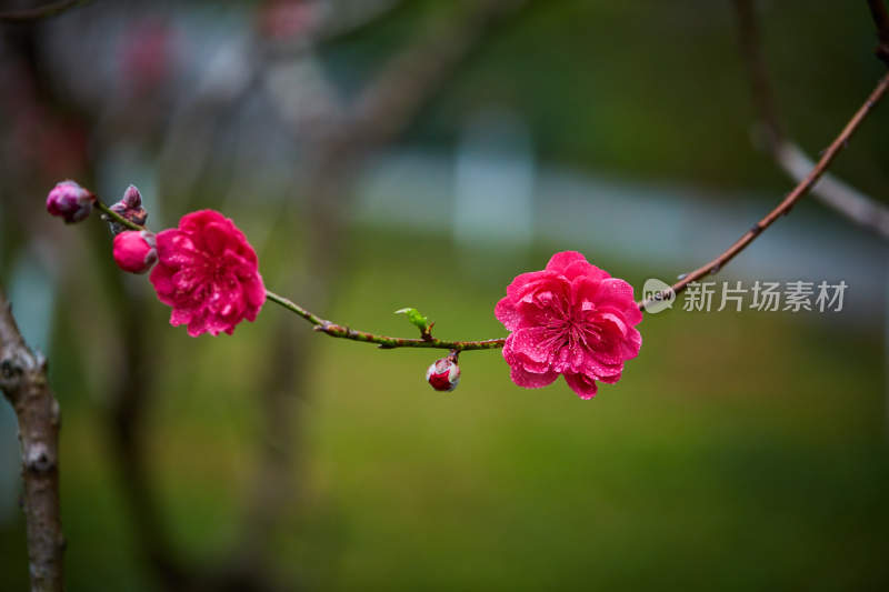 枝头绽放的娇艳粉色花朵