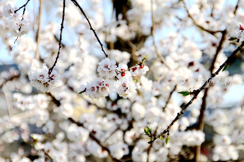 粉色桃花