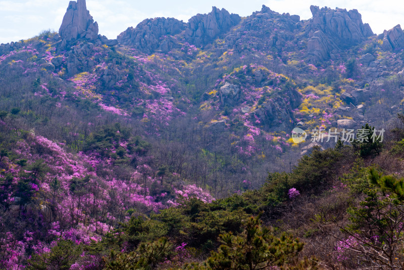 青岛大珠山杜鹃花风光