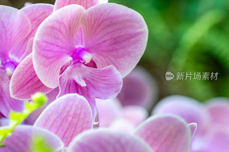 上海辰山植物园兰花微距特写