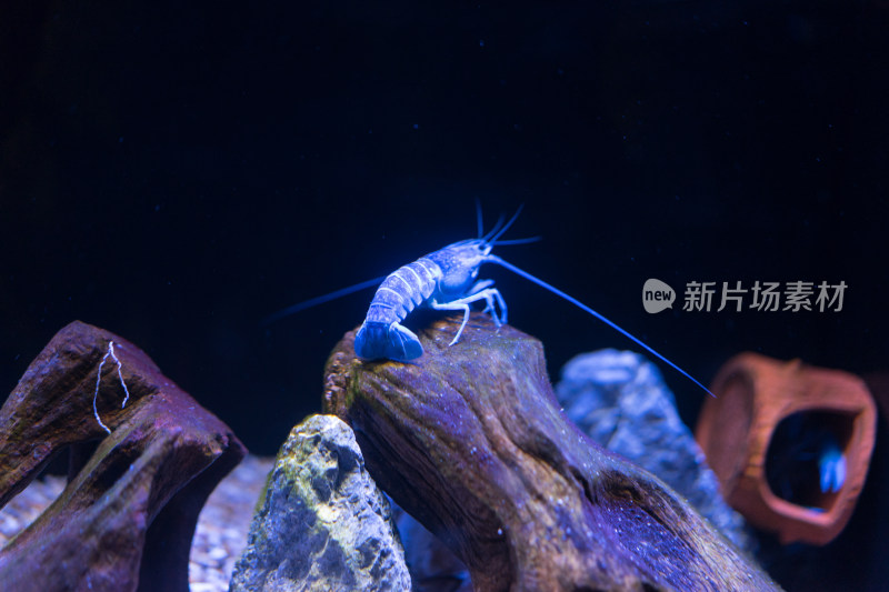 上海海洋水族馆的蓝魔虾