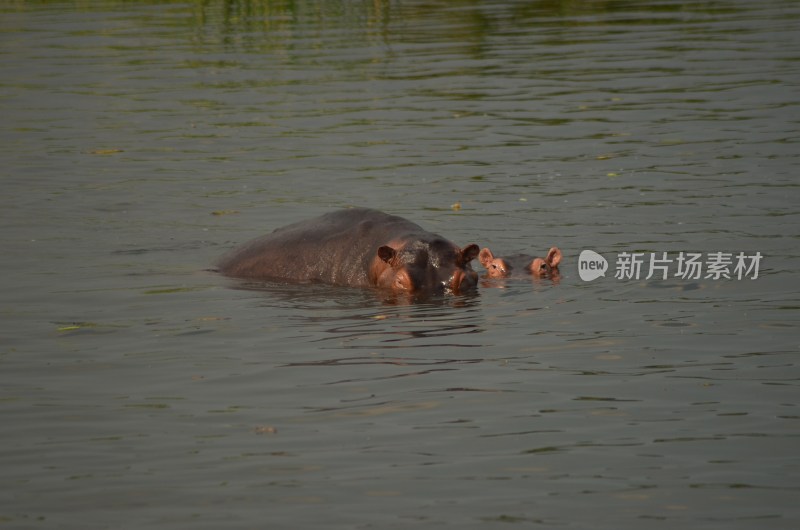 换气的河马