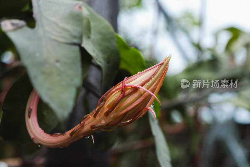 昙花开花特写