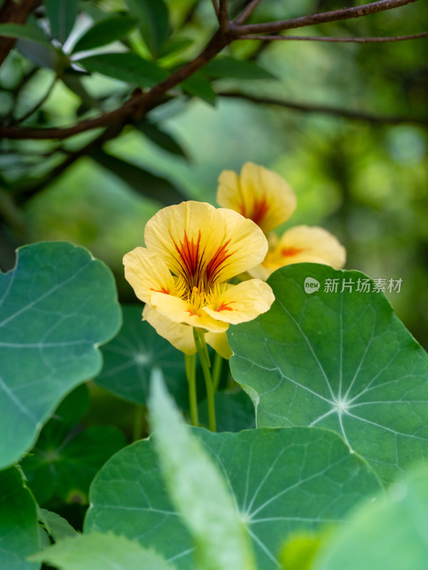 旱金莲开花特写