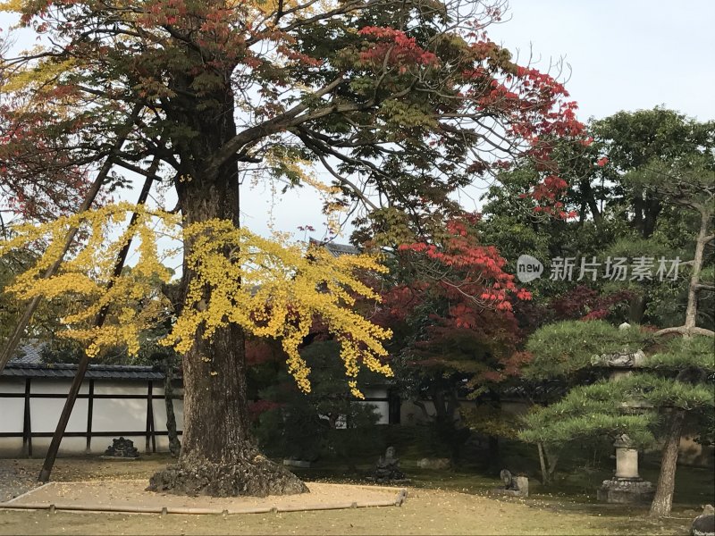 日本京都的秋天