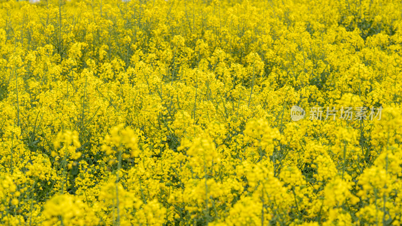 湖北武汉蔡甸区消泗油菜花特写