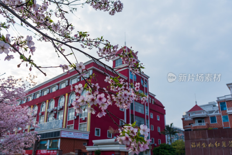 樱花盛开时的红色建筑唯美外景