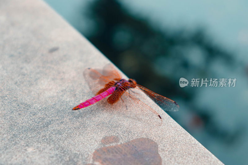 湖边红色蜻蜓