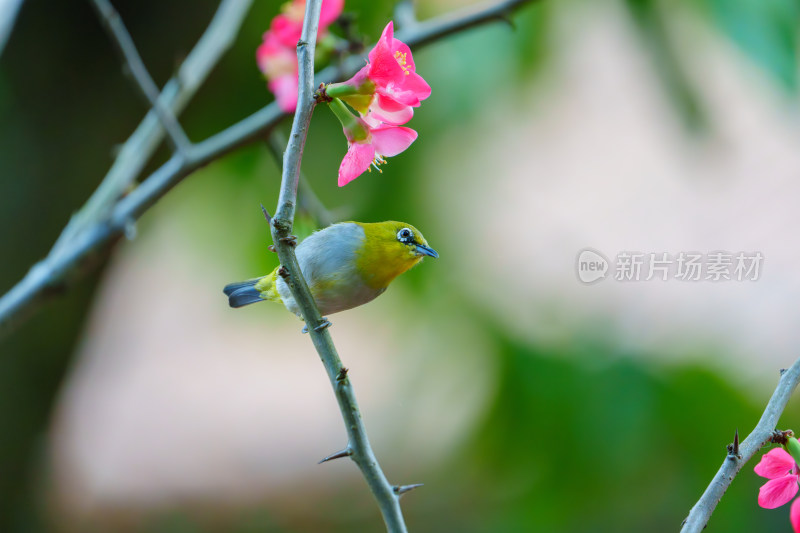 吃花蜜的灰腹绣眼鸟