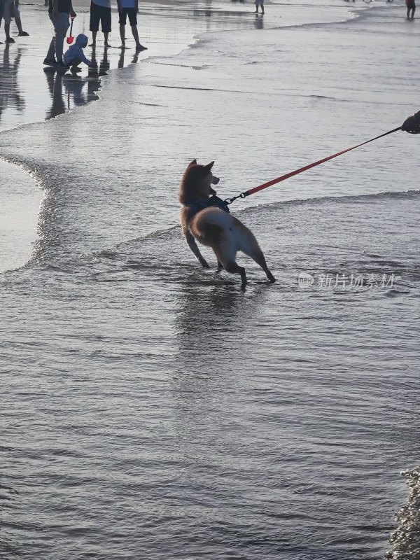 海边沙滩上有人遛狗的日常场景