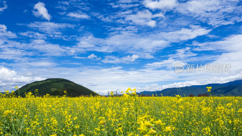 香格里拉纳帕海景区