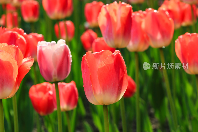 郁金香鲜花实拍背景